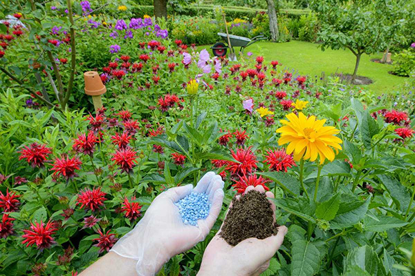 Top dressing de fleurs de jardin dans le sol