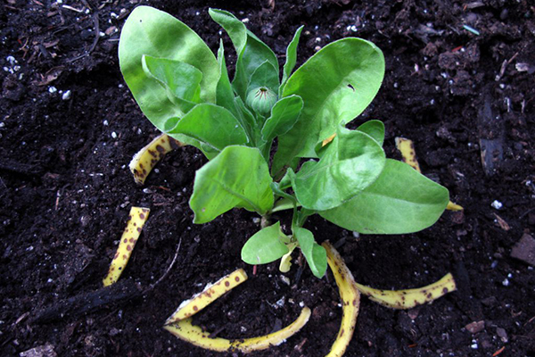 Fertiliser les plates-bandes avec des pelures de banane