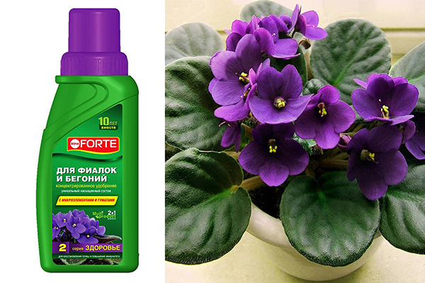 Engrais Bona Forte pour violettes