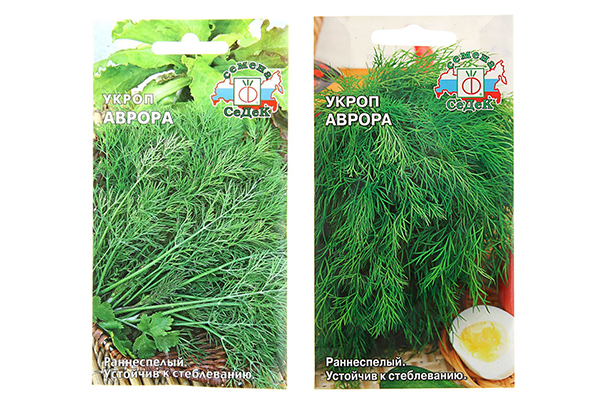 Dill Aurora