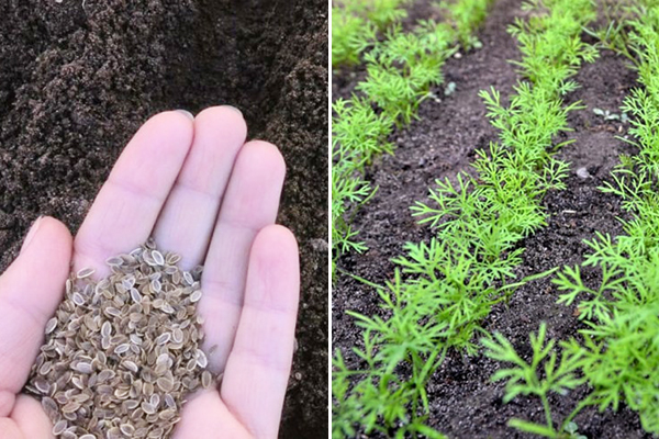 Planter de l'aneth en pleine terre