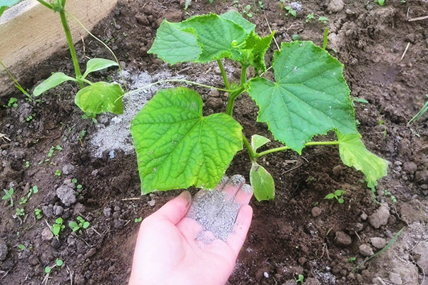 Fertiliser les concombres avec de la cendre