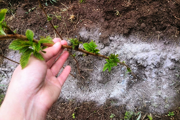 Fertiliser les framboises avec de la cendre