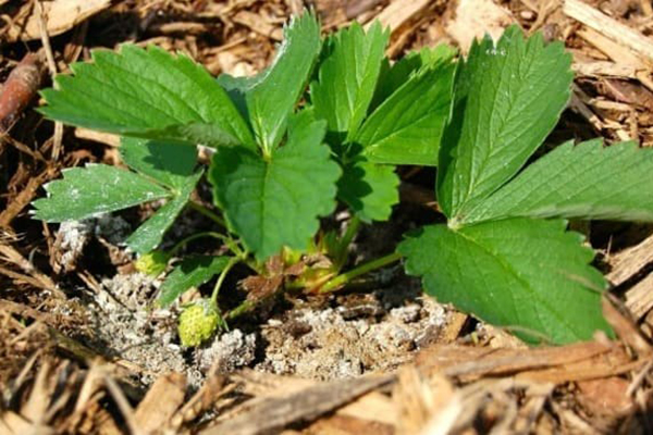 Fertiliser les fraises avec de la cendre