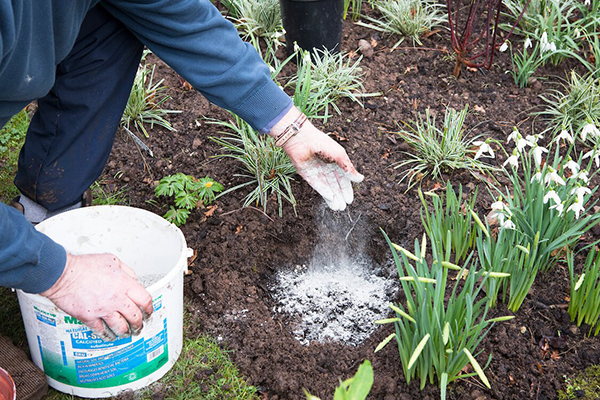 Fertiliser les fleurs avec du frêne