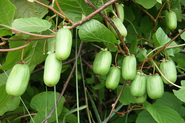 Fruits d'Actinidia kolomikta