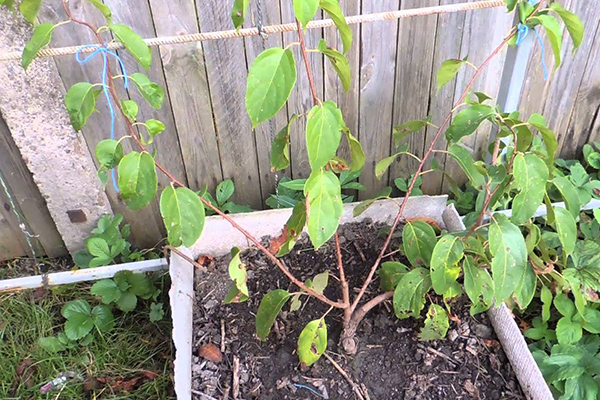 Actinidia en croissance