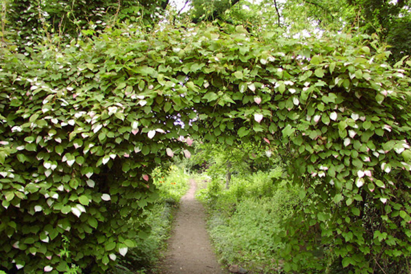 Actinidia kolomikta