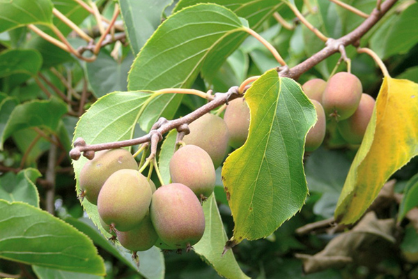 Actinidia chinois (actinidia kiwi)