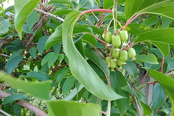 Actinidia argut