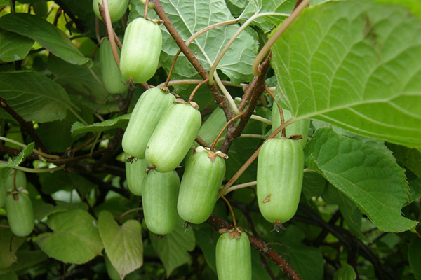 Actinidia Leningradskaya