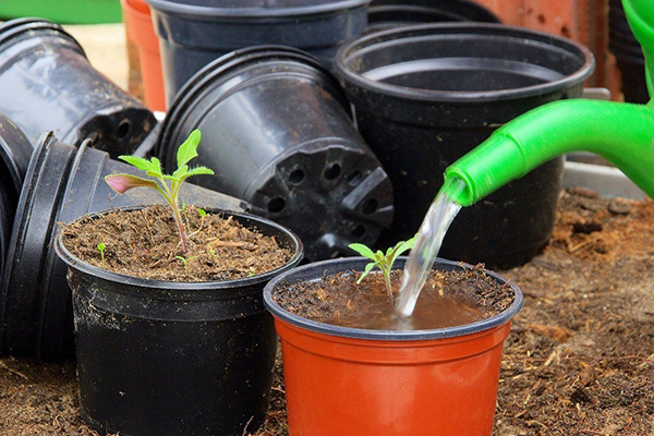 Arrosage des plants de tomates avec une solution de nitrate d'ammonium