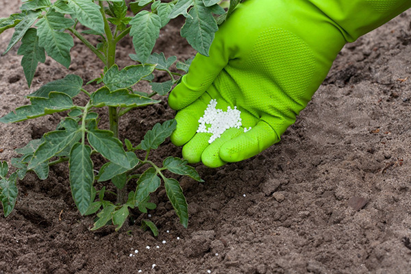 Top dressing de tomate au nitrate d'ammonium