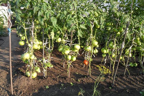 La maturation des tomates