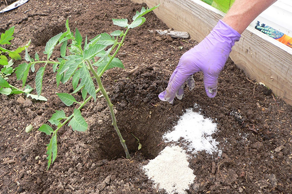 Fertiliser les tomates avec du nitrate de calcium lors de la transplantation