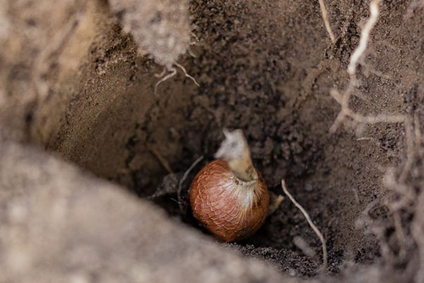 Planter des bulbes d'acidantera en pleine terre