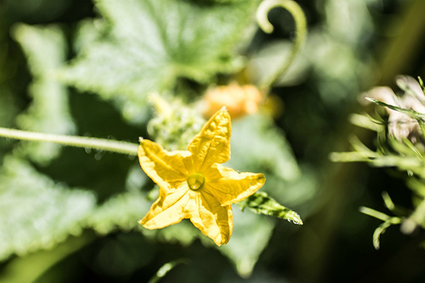 Concombre fleuri