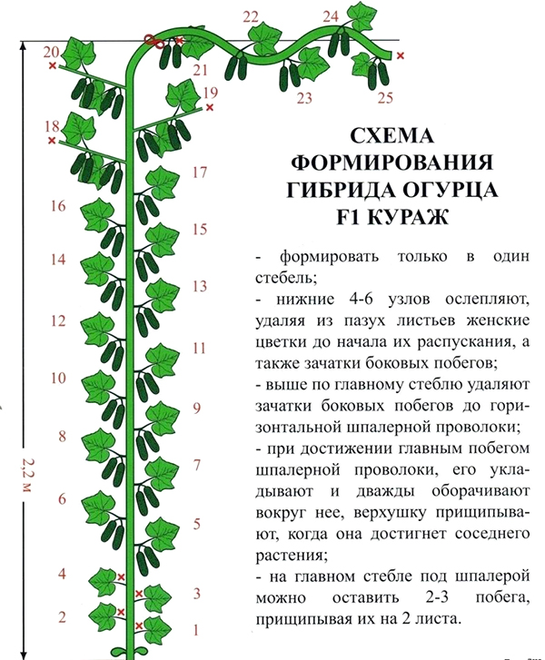 Le schéma de la formation du concombre hybride Courage F1
