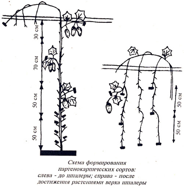 Schéma de la formation des concombres parthénocarpiques