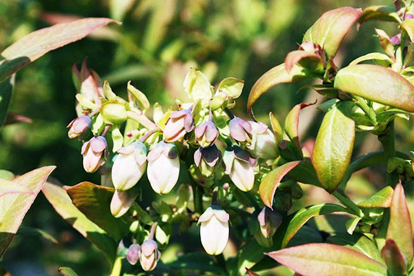 Myrtille en fleurs