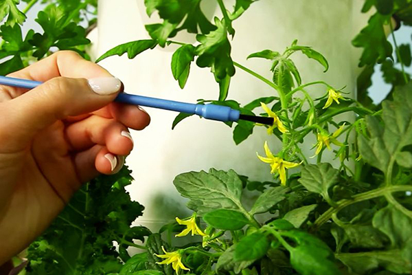 Pollinisation des tomates avec un pinceau