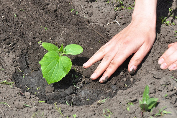 Planter des plants de concombre