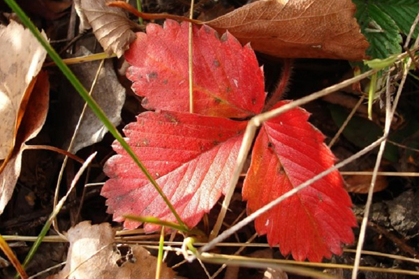 Feuille de fraise rouge