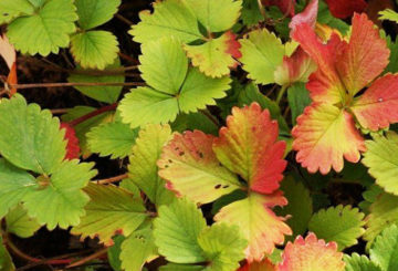 Les feuilles de fraise deviennent rouges