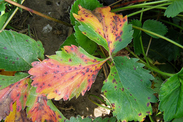 Taches brunes sur les feuilles de fraisier