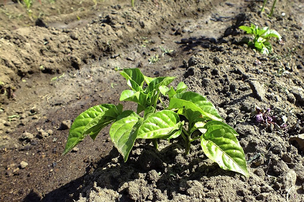 Poivre après la plantation en pleine terre