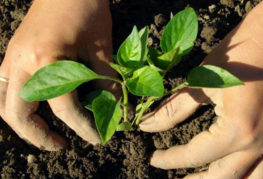 Planter des plants de poivrons en pleine terre