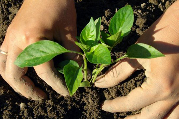 Planter des plants de poivrons en pleine terre