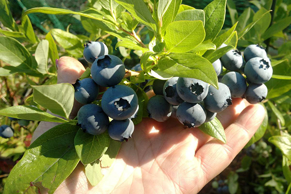 Baies mûres sur un buisson de bleuets