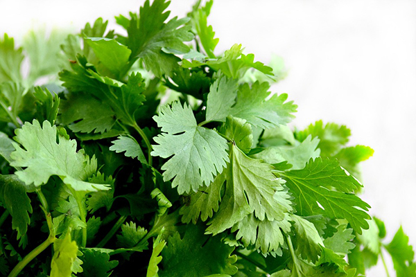 Feuilles de coriandre