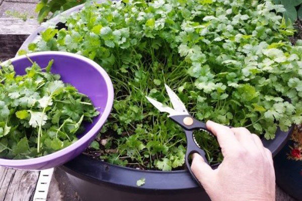 Couper les feuilles de coriandre