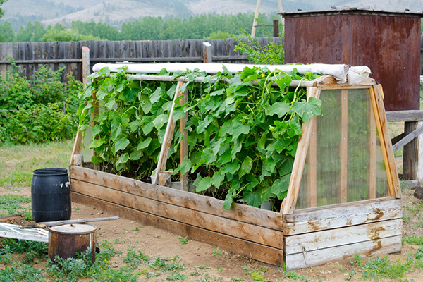 Serre en bois pour concombres