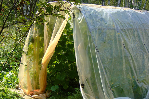 Cultiver des concombres dans une serre de film