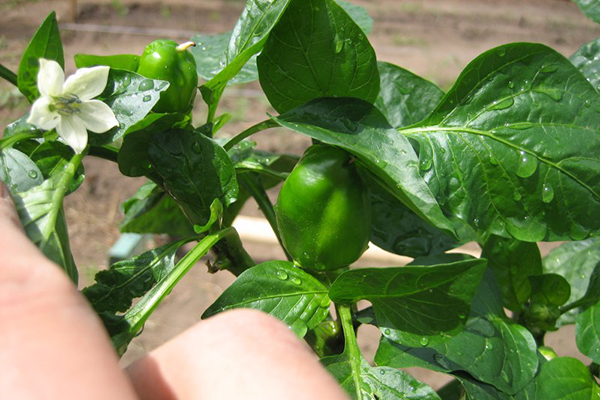 Pepper Growing California Miracle