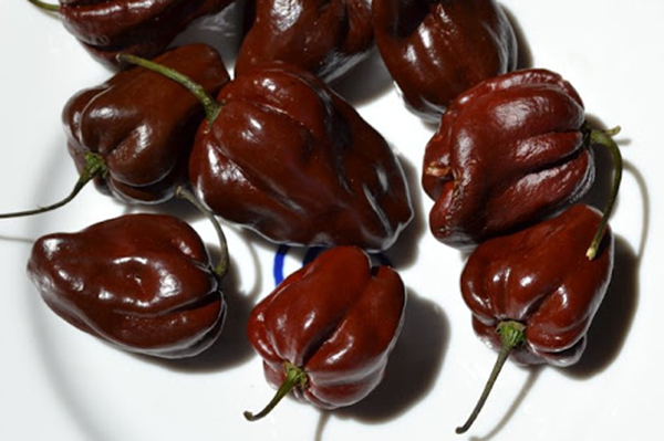 Poivre Habanero Сhocolate