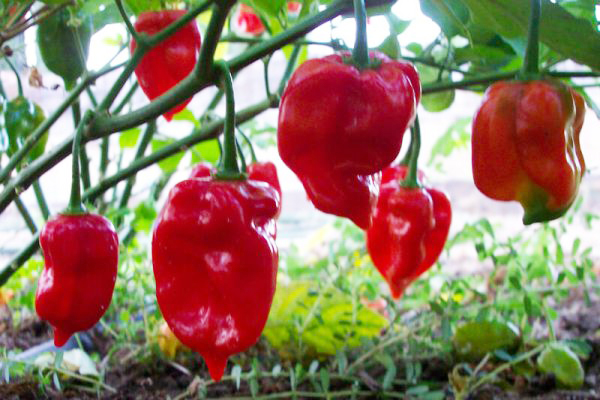 Piment Habanero Red Savina