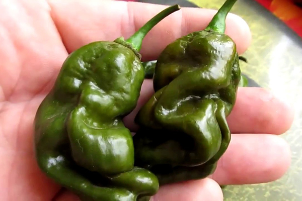 Habanero Green Pepper Fruit