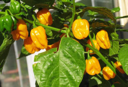 Odling av Habanero Big Sun Peppers