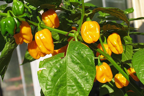 Odling av Habanero Big Sun Peppers