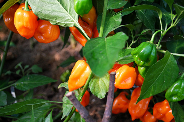 Poivrier orangé Habanero