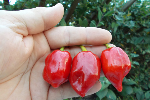 Poivre rouge des Caraïbes Habanero