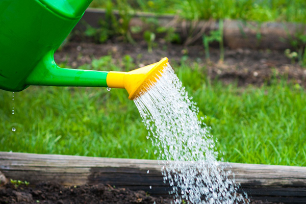 Arroser les lits à partir d'un arrosoir de jardin