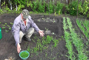 Un homme coupe l'aneth dans un jardin