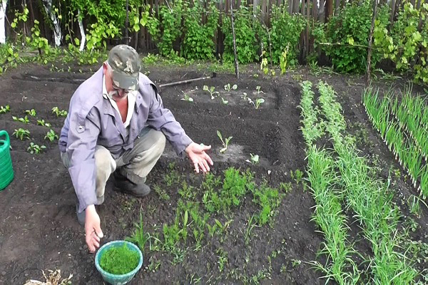 Un homme coupe l'aneth dans un jardin