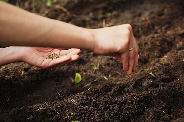 Semer de l'aneth en pleine terre