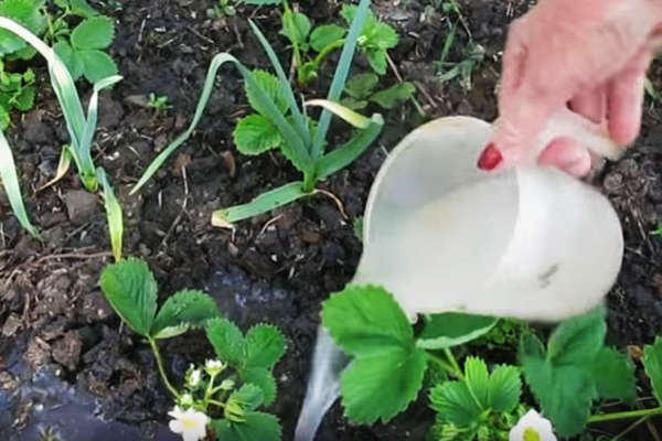 Nourrir les fraises avec une solution de levure